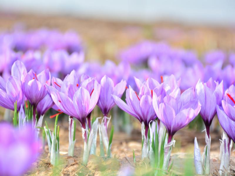 Kozani, een zee van paarse bloemen!